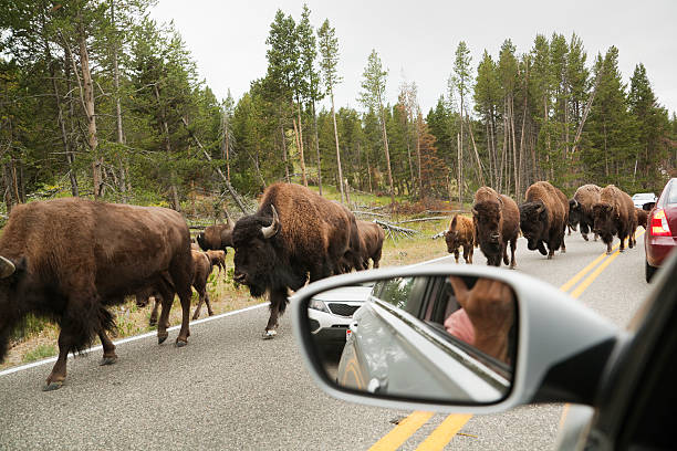 istock Bison Blocking Traffic at the Yellowstone National Park 182870410