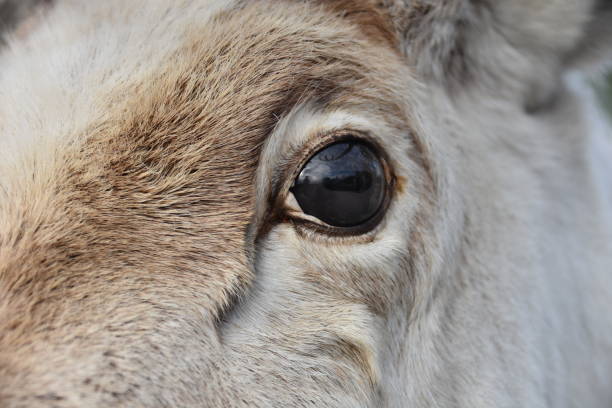 istock An eye of a white reindeer, in Norway 1828704649
