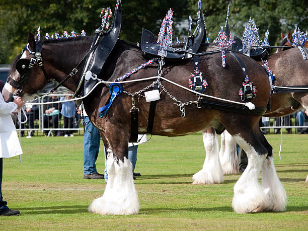 clydesdale horses with harnesses - clydesdale stok fotoğraflar ve resimler