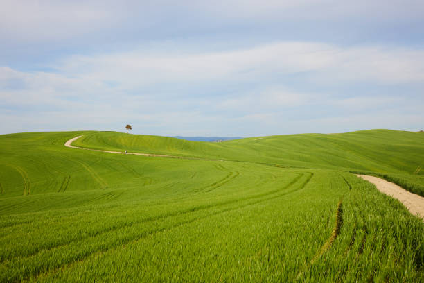 An agricultural field with blue sky in Tuscany near Siena