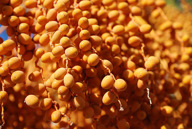 istock Close up of Phoenix dactylifera or true date palm fruit 182870641