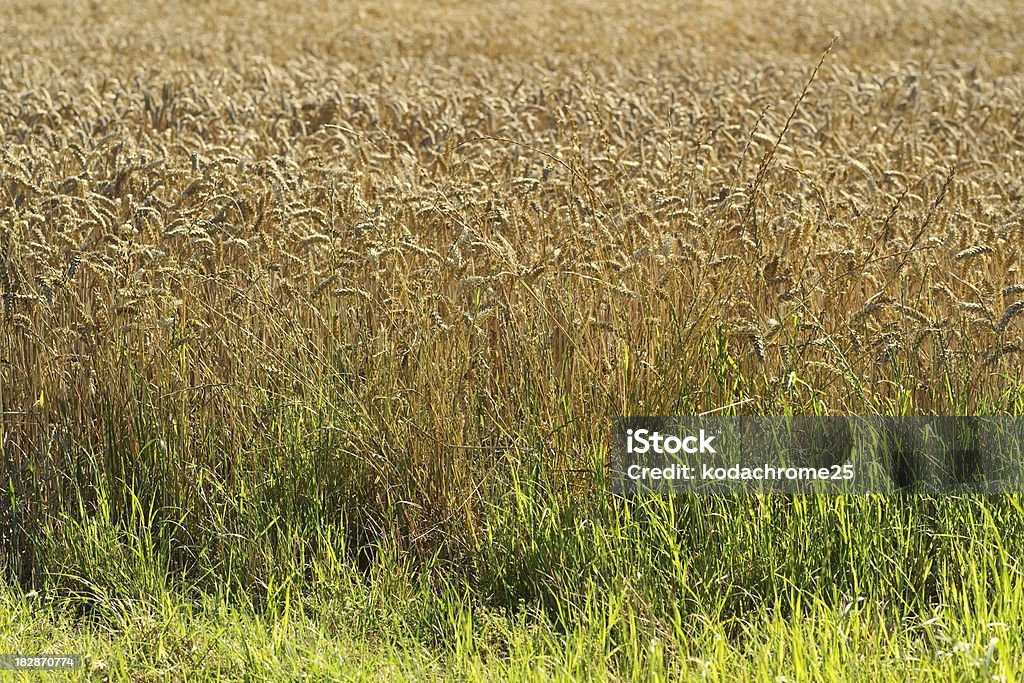 Colture - Foto stock royalty-free di Agricoltura