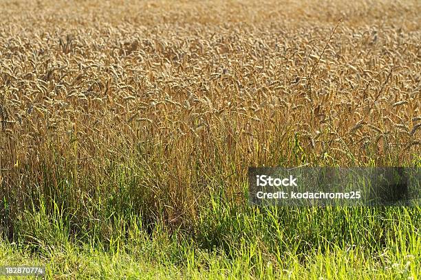 Colture - Fotografie stock e altre immagini di Agricoltura - Agricoltura, Alimentazione sana, Ambientazione esterna