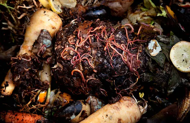 Rotting compost with worms breaking it down