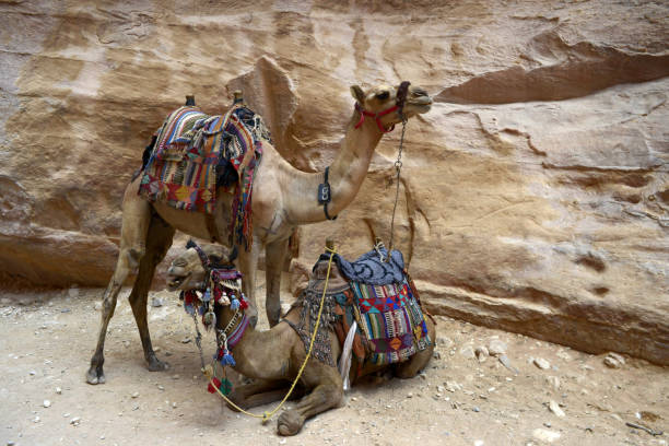 istock Animals in Petra UNESCO site in Jordan 1828707889