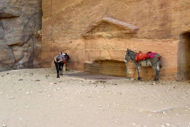 istock Animals in Petra UNESCO site in Jordan 1828708402