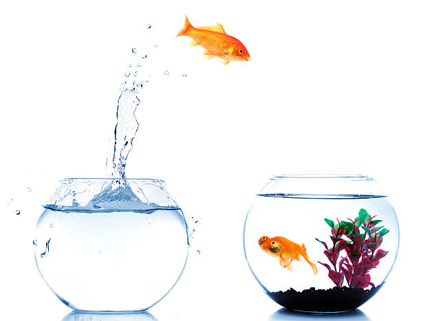 istock goldfish jumping off to new fishtank 182870875