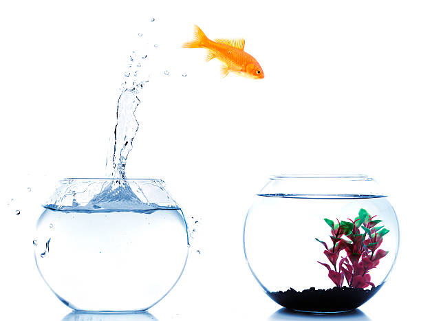 istock goldfish jumping off to new fishtank 182870888