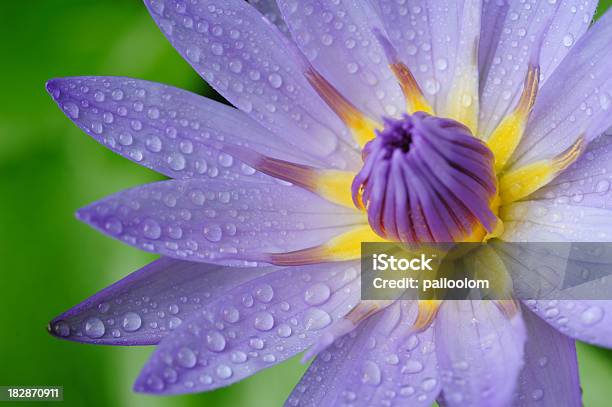 Waterdrops Auf Waterlily Stockfoto und mehr Bilder von Baumblüte - Baumblüte, Biene, Blatt - Pflanzenbestandteile