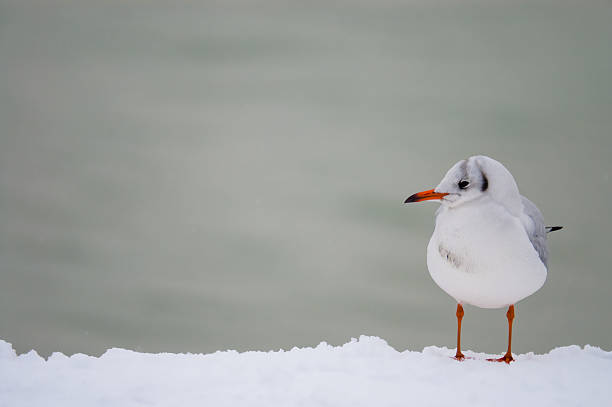 Alone stock photo