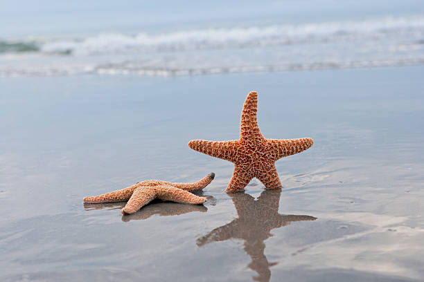 istock Seashells swimming in the sea 182871103