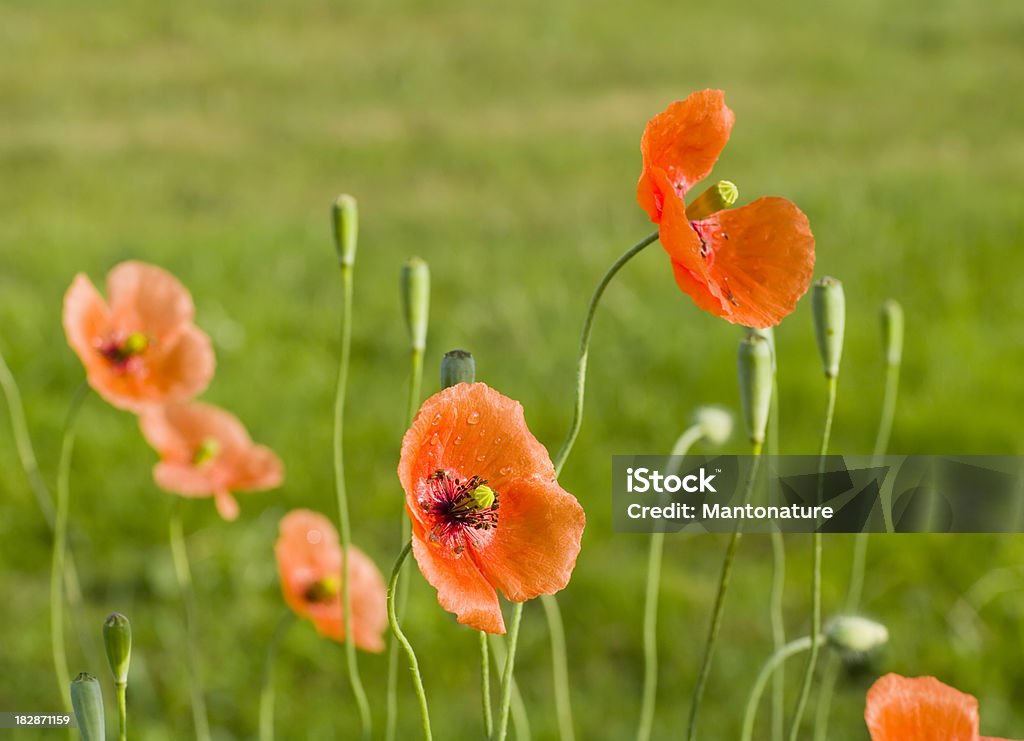 개양귀비 (Papaver rhoeas) Raindrops - 로열티 프리 0명 스톡 사진