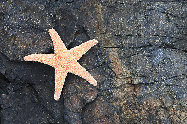 istock Starfish and rocky ocean shore 182871235