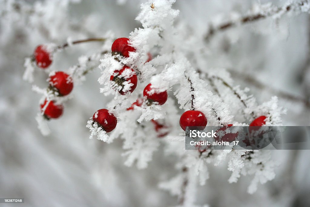 Bayas rojas cubierto de hielo - Foto de stock de Invierno libre de derechos