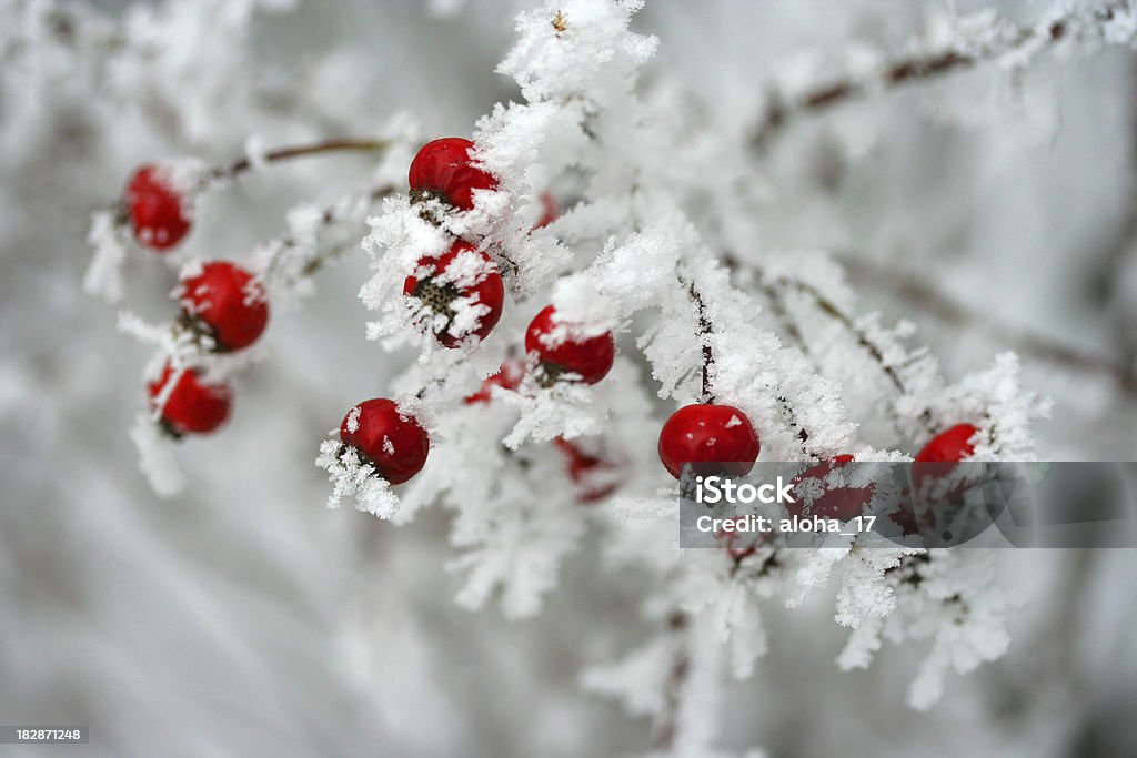 Glace de fruits rouges - Photo de Hiver libre de droits