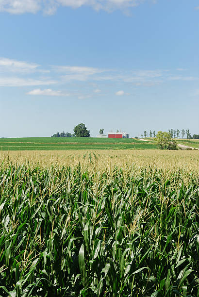 istock Field of corn with farm in the background 182871255