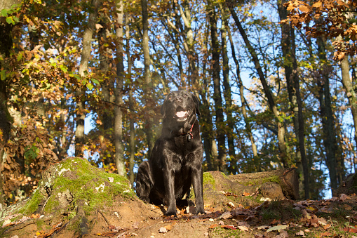 Front view of a black labrador retriever dog in low angle view, sitting in a french forest  and blowing his breath in the cold. It's a bright morning and it is looking up.