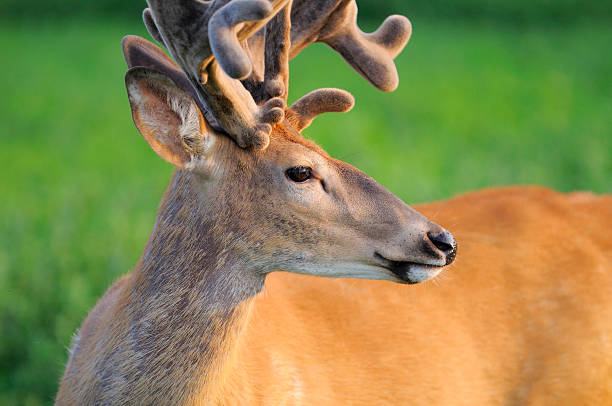 Gros plan de Whitetail - Photo