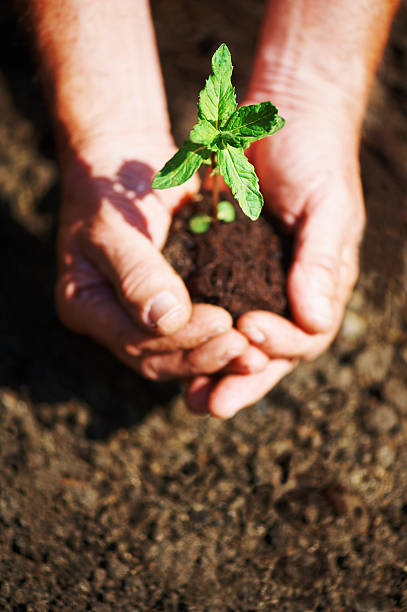 istock Hands hold new plant over dirt 182872037