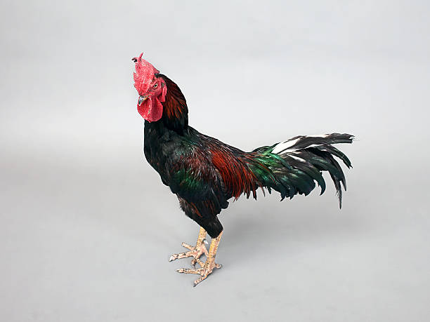 istock Fight cock on grey background 182872141