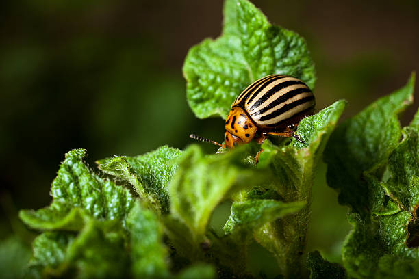 istock Colorado beetle eating a potato plant 182872250