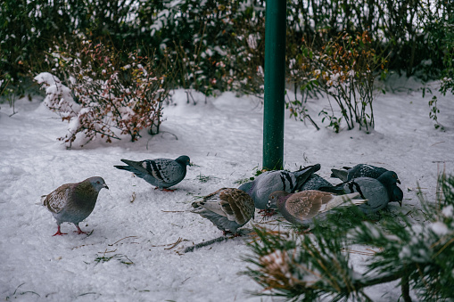 Pigeons in the park in the snow