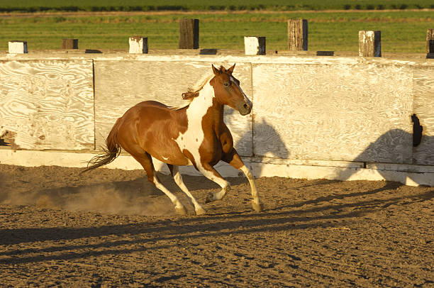 istock Pinto Colored Horse in Rural Rodeo Arena 182872538