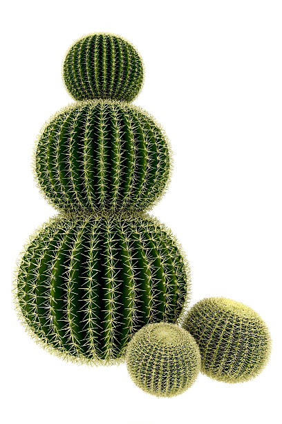 Cactus Tree Render Isolated on Pure White Background (XXXL) stock photo