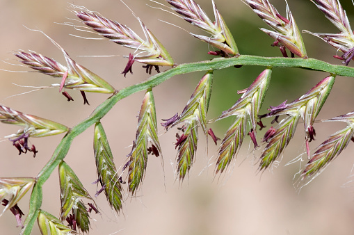 Tiny grass flowers emerge on spikelets of annual ryegrass, Lolium multiflorum. Los Padres National Forest, California, USA.
