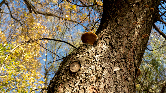 Large hoof-shaped mushroom growing on a tree. Fungus Fomes fomentarius. Polypores fungi.