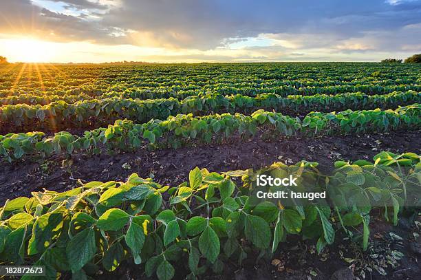 Foto de Campo De Soja Ao Nascer Do Sol e mais fotos de stock de Soja - Soja, Campo, Fazenda