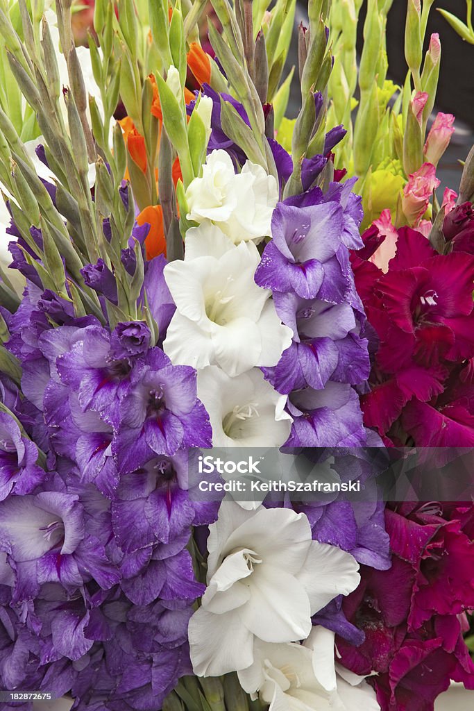 Gladíolo flores - Foto de stock de Branco royalty-free