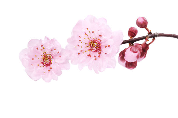 Cherry Blossom Isolated stock photo