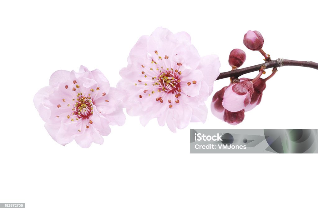 Cherry Blossom изолированные - Стоковые фото Цветок вишни роялти-фри