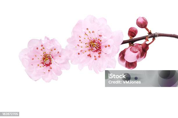 Cherry Blossom Изолированные — стоковые фотографии и другие картинки Цветок вишни - Цветок вишни, Цветок, Изолированный предмет