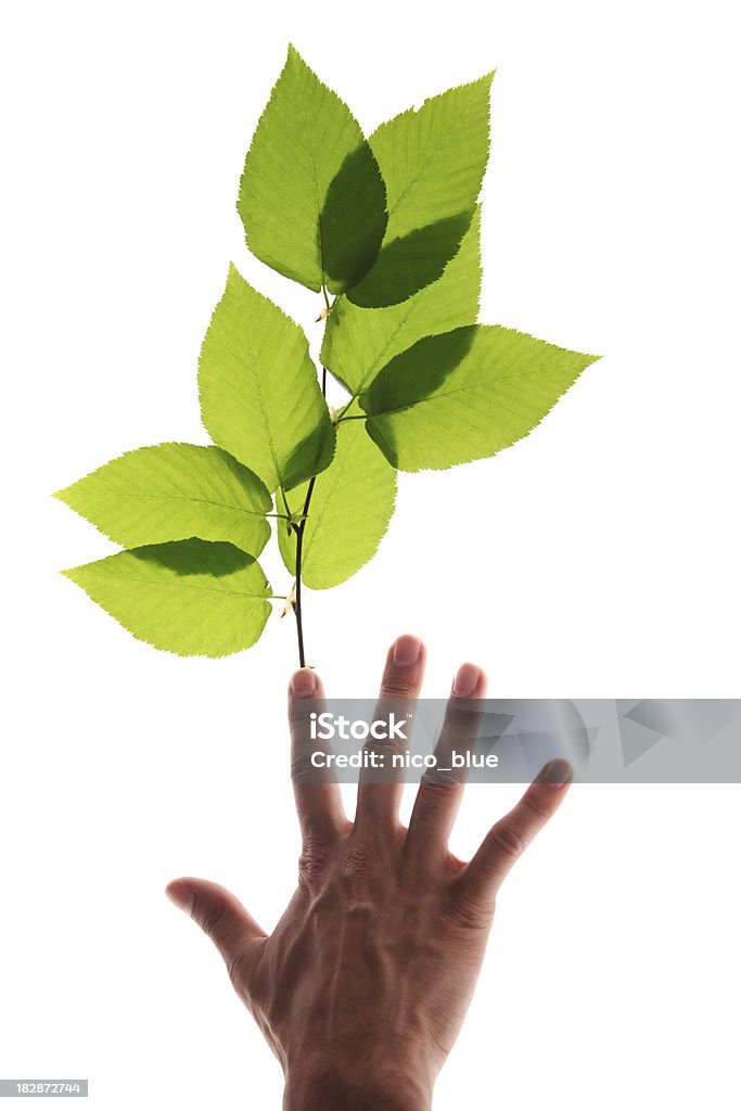 Mão com folhas verdes - Foto de stock de Translúcido royalty-free