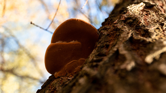 Fomes fomentarius growing on the bark of a tree. A large brown fungus growing on a tree.