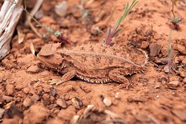 Camouflaged Wild Desert Horned Lizard, Utah
