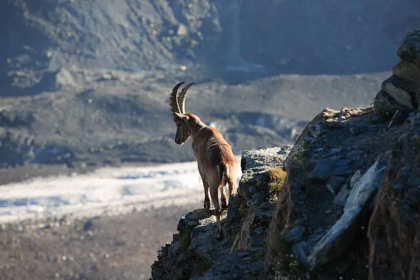 Photo of ibex on a cliff