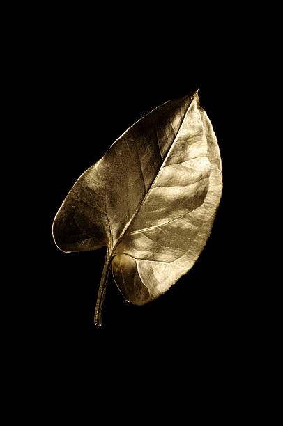 Golden leaf stock photo