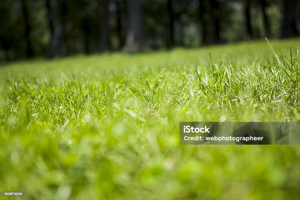 Grama - Foto de stock de A Grama do Vizinho é Sempre Mais Verde royalty-free