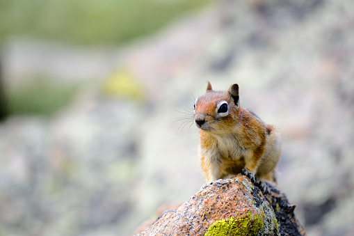 Ground Squirel on a rock.