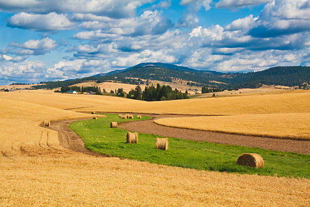 champs de blé avec des rouleaux de foin au harvest - washington state spokane farm crop photos et images de collection