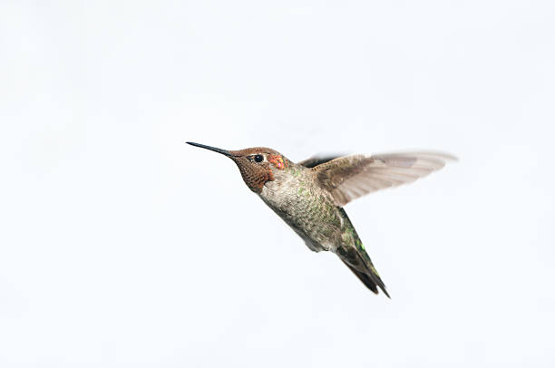 anna's hummingbird-weißen hintergrund isoliert - bird hummingbird flying annas hummingbird stock-fotos und bilder