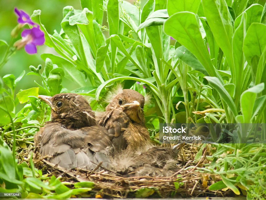 Süße blackbird Babys - Lizenzfrei Amsel Stock-Foto