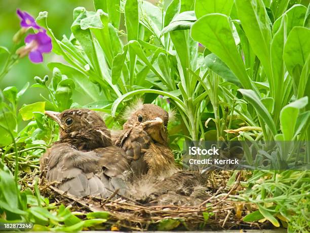 Süße Blackbird Babys Stockfoto und mehr Bilder von Amsel - Amsel, Blatt - Pflanzenbestandteile, Extreme Nahaufnahme