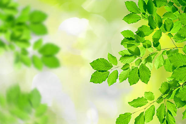 istock Fresh green leaves in  XXXL - format 182873369