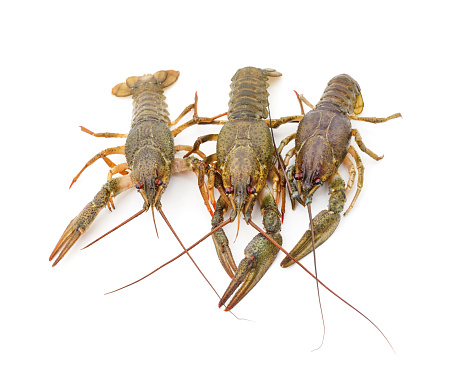 Three river crayfish isolated on a white background.