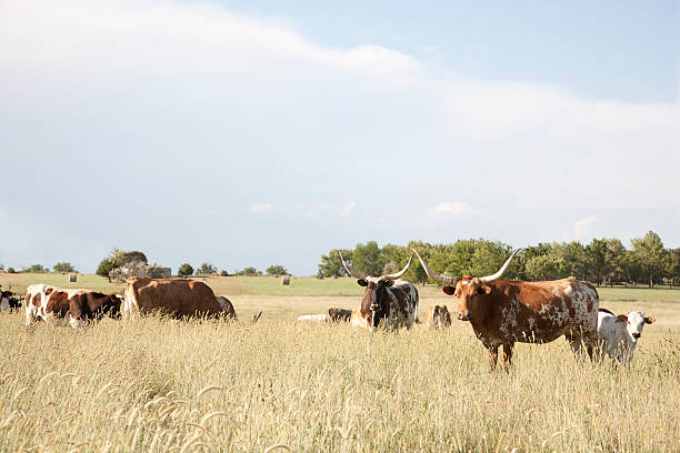 texas longhorns veau et vache dans le champ - texas longhorn cattle bull cattle ranch photos et images de collection