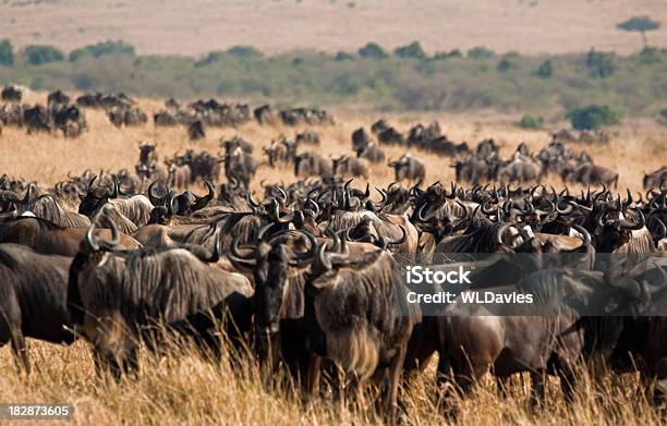 Gnu Herde Stockfoto und mehr Bilder von Afrika - Afrika, Ebene, Fotografie